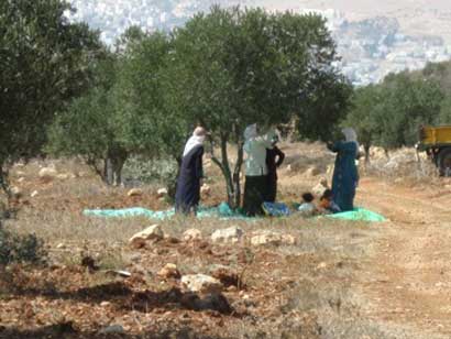 Récolte des olives 2008 – Premier rapport