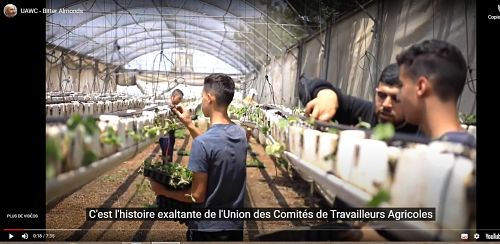 Important ! « Amandes amères », une vidéo des agriculteurs de l’UAWC pour s’opposer à la  campagne de désinformation israélienne