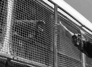 Les prisonniers palestiniens annoncent le début d'une campagne de désobéissance - Addameer appelle à la solidarité avec les prisonniers en grève