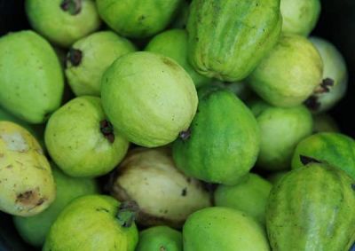 Des Palestiniennes âgées se souviennent « des jours heureux » de la sécurité alimentaire palestinienne