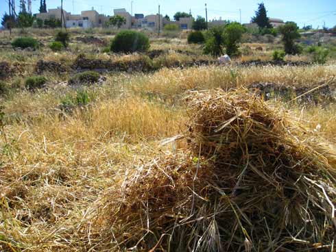 Accompagnement d'un fermier d'Hébron menacés d'attaques des colons