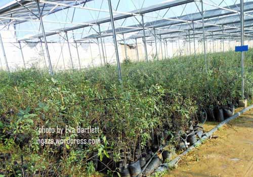 L'olive combat l'occupation