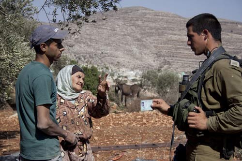 En photos : la survie grâce aux olives