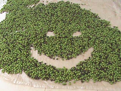 Les olives palestiniennes