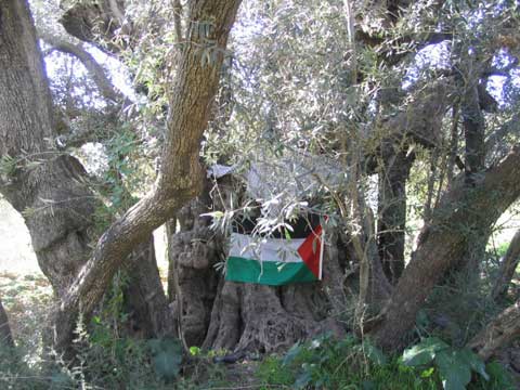 Nouvelles armes israéliennes à Al-Walaja