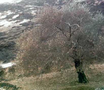 'L'Occupant est à blâmer' pour les incendies qui dévastent les oliveraies de Cisjordanie
