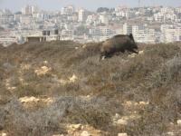 Des cochons sauvages empêchent les civils de quitter leurs maisons.