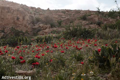 Printemps en Palestine, mars et avril 2012